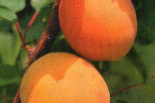 Säulenmarille