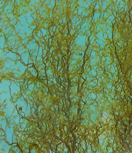 Drehweide / Salix matsudana Tortuosa