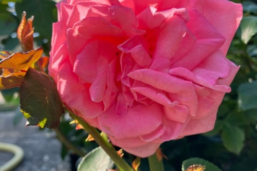 Rosa