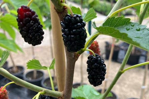 Schwarze Maulbeere / Morus alba