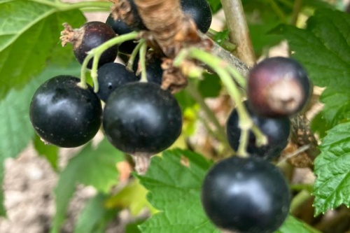Schwarze Ribise Hemmelmeyer