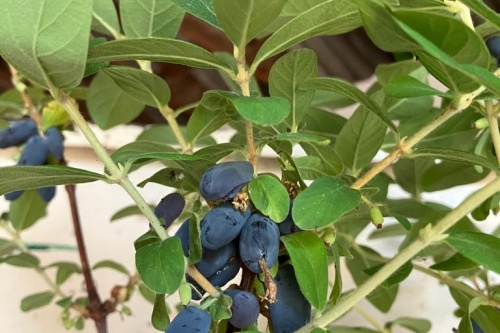 Sibirische Maibeere Hemmelmeyer
