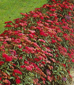 Rote Sommerspiere / Spiraea bumalda "Anthony Waterer"