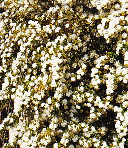 Spierstrauch – weiß / Spiraea vanhouttei