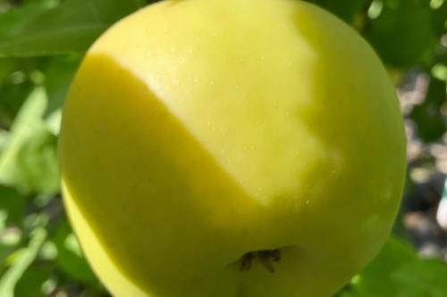 Steirischer Maschanzker – Winterapfel