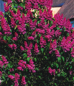 Edelflieder – rot einfach / Syringa vulgaris "Andenken an Ludwig Späth"