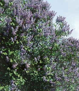 Edelflieder / Syringa vulgaris – Michael Buchner