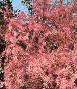 Frühlingstamariske / Tamarix
