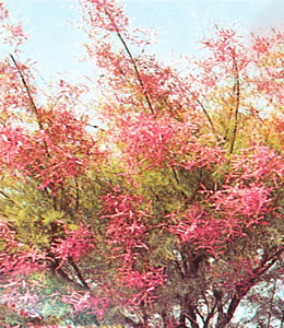 Sommertamariske / Tamarix pentandra