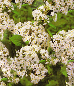 Duftschneeball / Viburnum burkwoodii