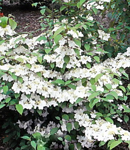 Japanischer Schneeball / Viburnum plicatum Mariesii