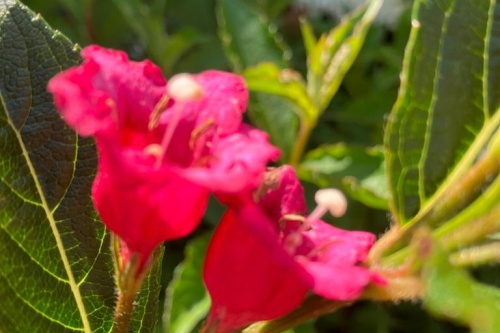 Rote weigelie