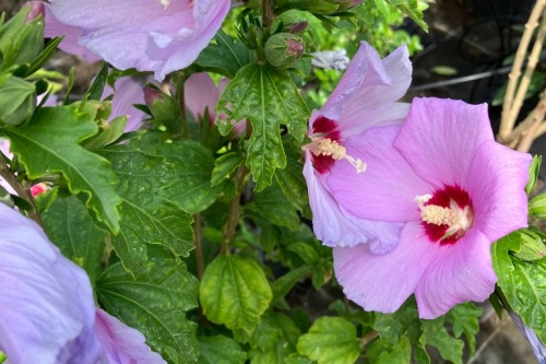 Hibiskus Blue Bird
