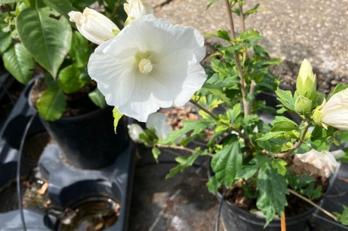 Hibiskus Totus Albus