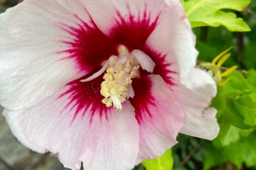 Hibiskus Hamabo