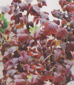 Korkenzieherhasel, rot / Corylus avellana Contorta