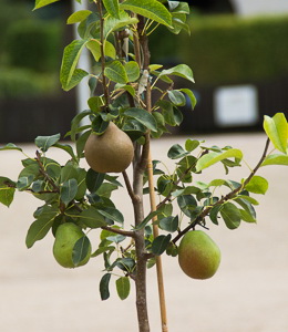 Familienobstbaum – Birne
