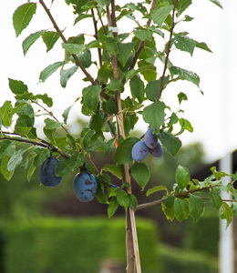Familienobstbaum – Zwetschke