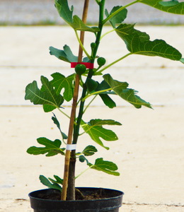 Ficus carica – Feige