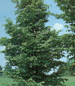 Hainbuche / Carpinus betulus