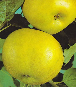 Kanada Renette - Winterapfel