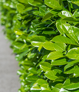 Kirschlorbeer / Prunus laurocerasus „Etna“