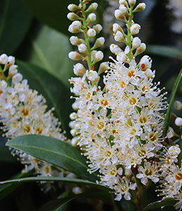 Kirschlorbeer / Prunus laurocerasus „Caucasica“