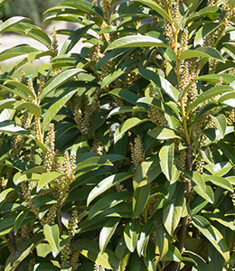 Kirschlorbeer / Prunus laurocerasus „Genolia“