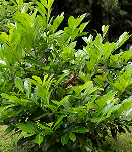 Kirschlorbeer / Prunus laurocerasus „Herbergii“