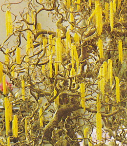Korkenzieherhasel, grün / Corylus avellana Contorta –