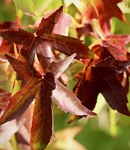 Amberbaum / Liquidamber styriflua