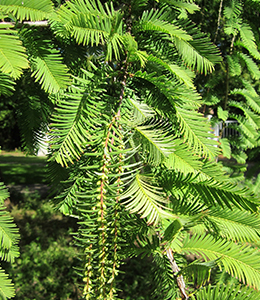 Urweltmammutbaum / Metasequoia