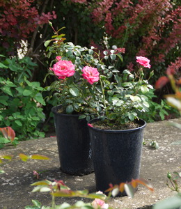 Beetrose rosa – Bella Rose