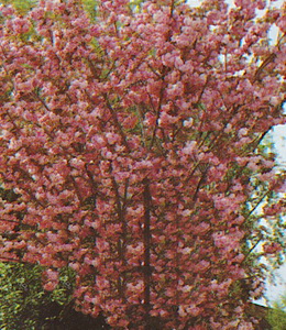 Prunus serrulata Kanzan – Zierkirsche