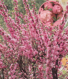 Mandelröschen / Prunus triloba