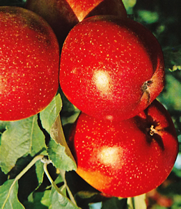 Roter Berlepsch – Winterapfel
