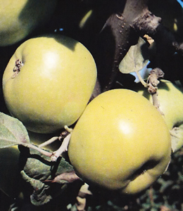 Steirischer Maschanzker – Winterapfel