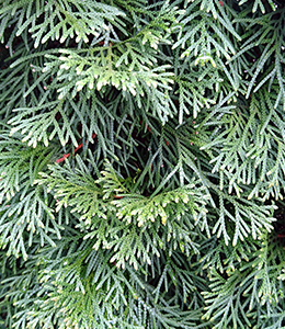 Säulenwacholder – blau / Juniperus Skyrocket
