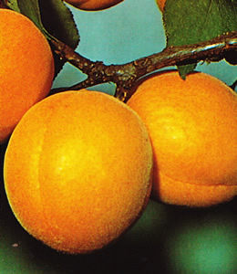Wahre Große Frühaprikose
