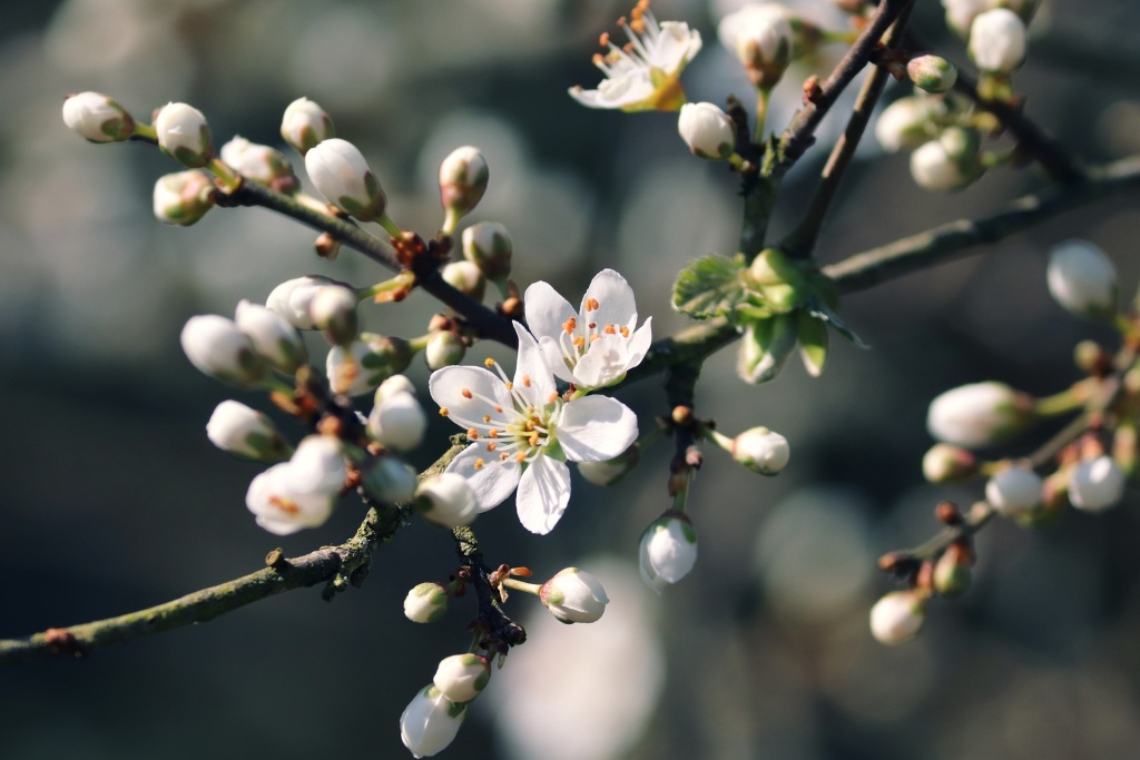 blackthorn-g91592d7bd_1920