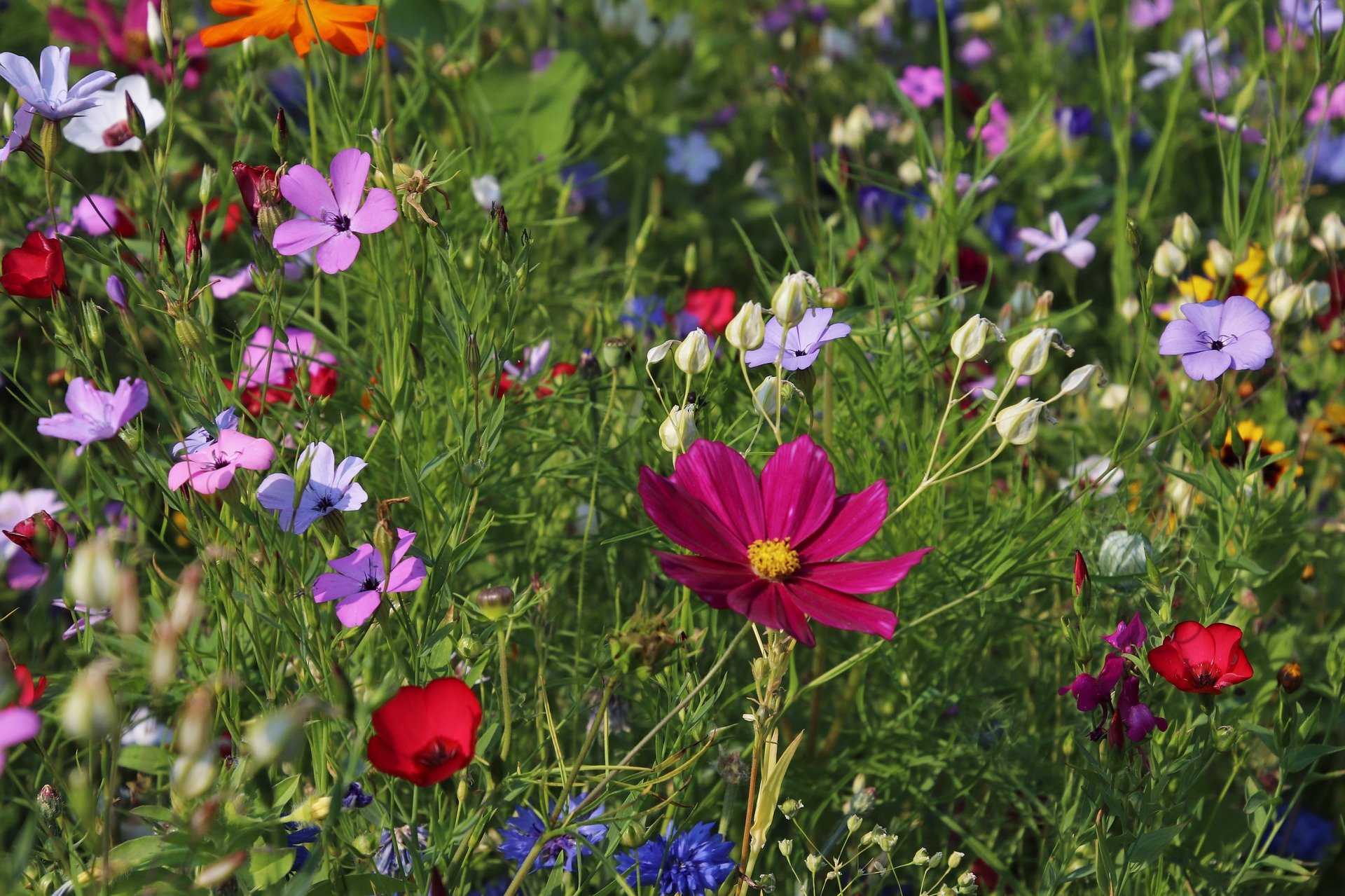 flowers-g105bafb57_1920