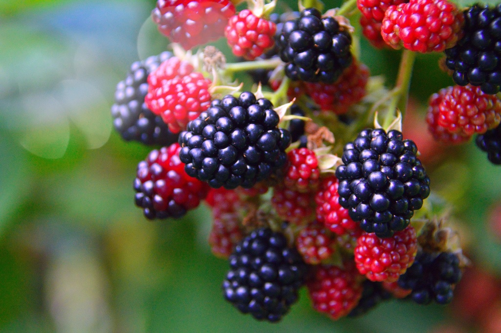 fruit-gbee4ce2a4_1920