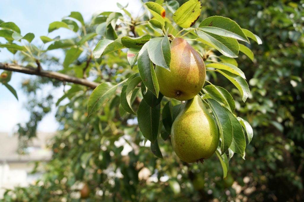pears-ge2398aab9_1920