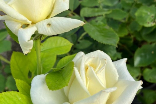 Edelrose Iglu