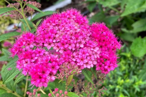 Sommerblüher