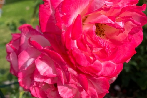 Edelrose Nostalgie