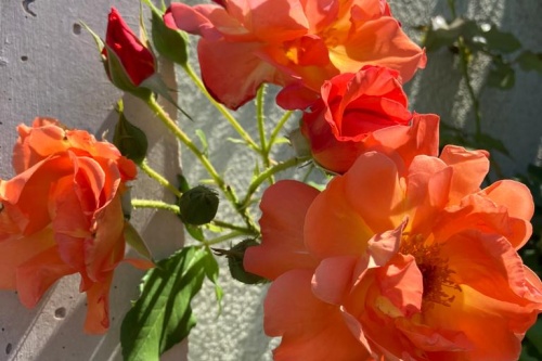 Strauchrose Westerland