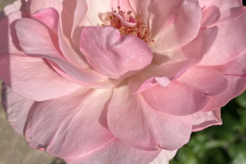 Edelrose Queen Elisabeth