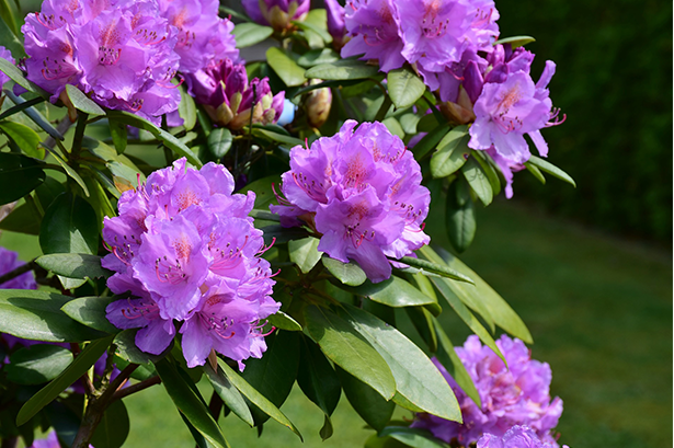 Blüten und Sträucher