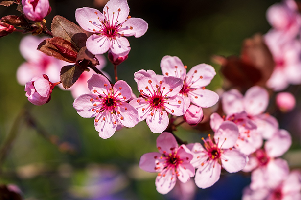 Laubbäume